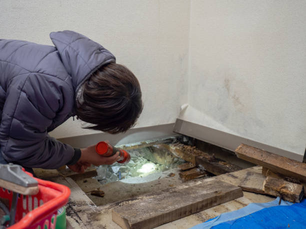 Best Black Mold Removal  in Flat Rock, MI