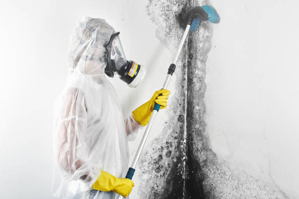 Mold Remediation for Rental Properties in Flat Rock, MI