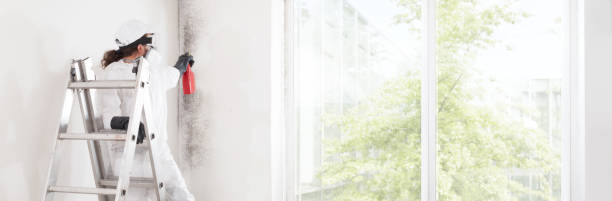 Best Post-Construction Mold Inspection  in Flat Rock, MI